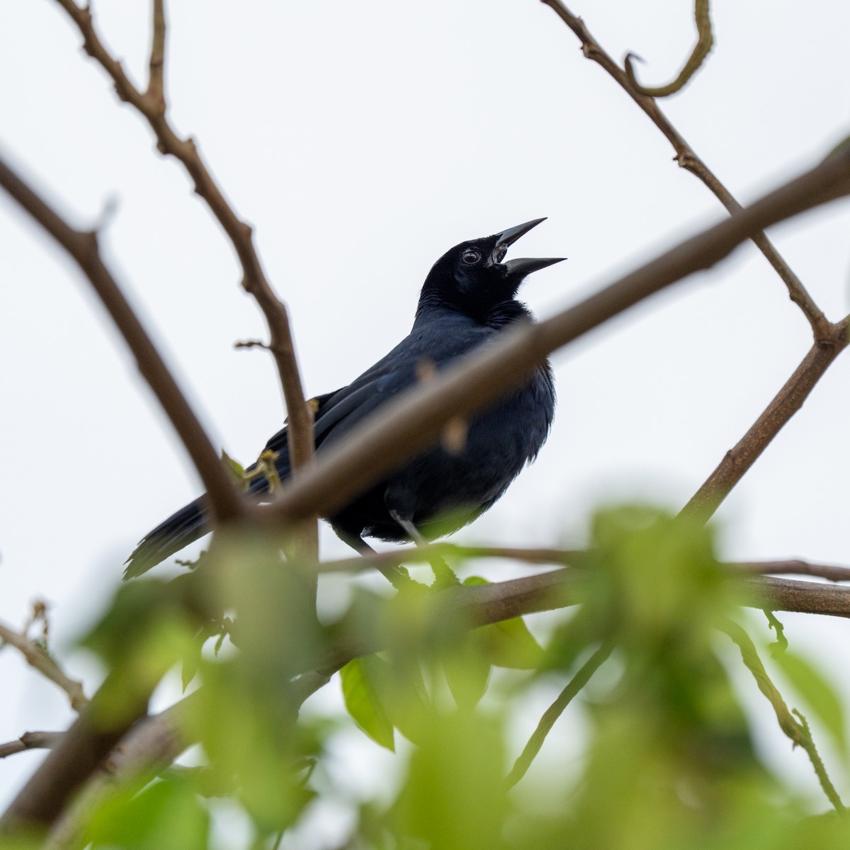 Scrub Blackbird - ML643684670
