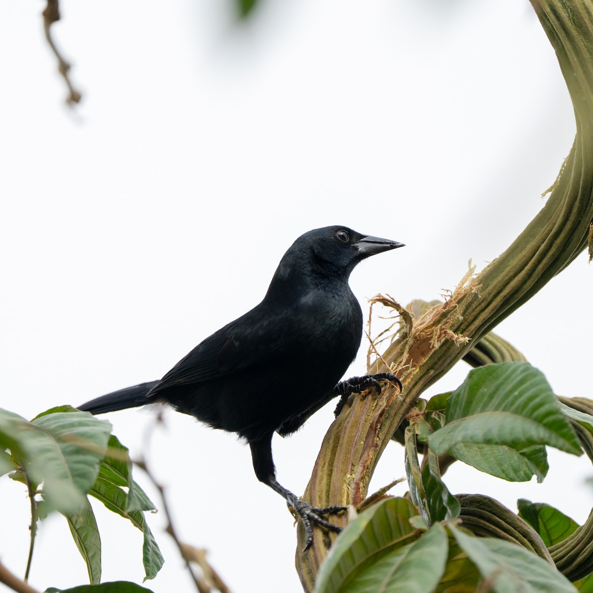 Scrub Blackbird - ML643684672