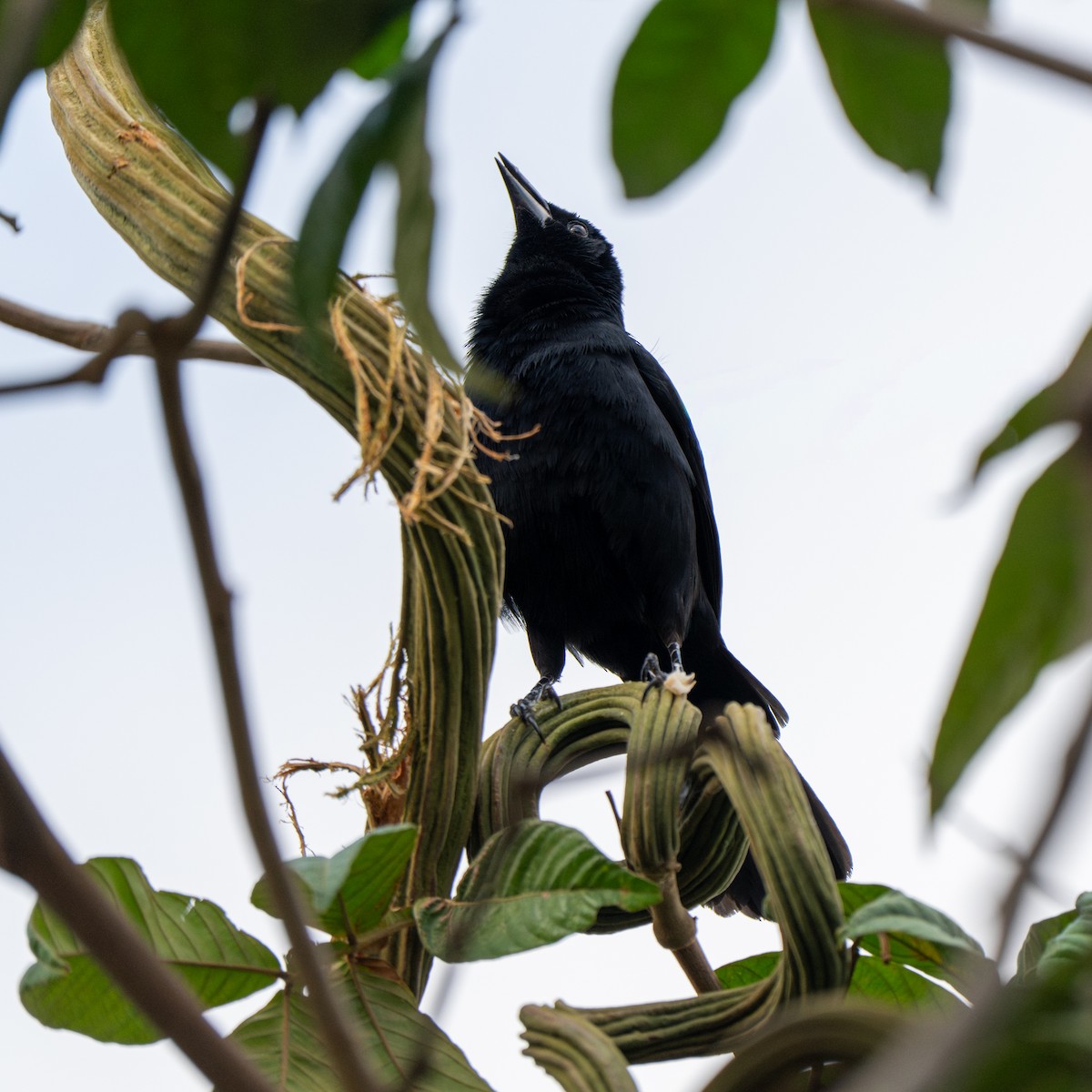 Scrub Blackbird - ML643684673
