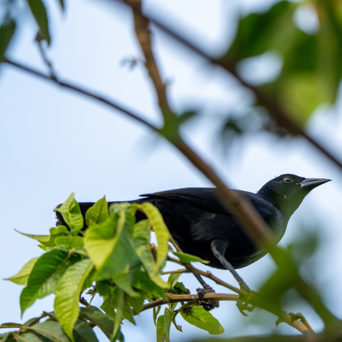 Scrub Blackbird - ML643684675