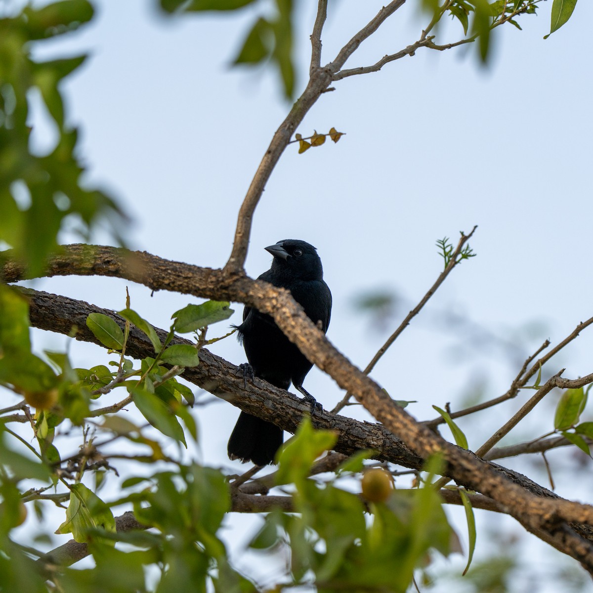 Scrub Blackbird - ML643684677