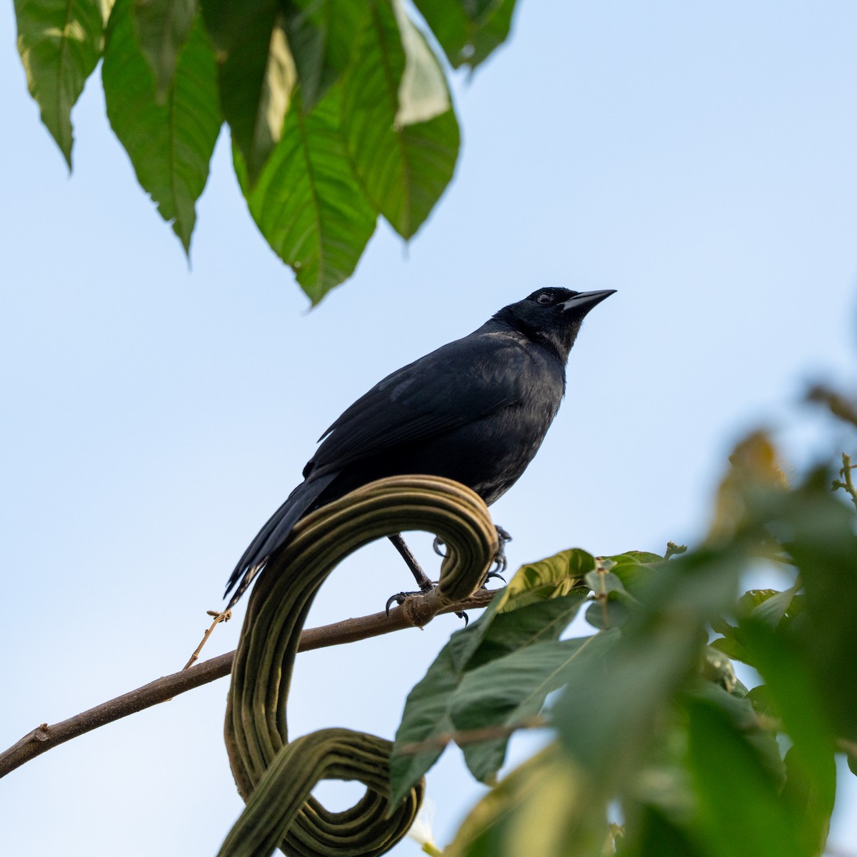 Scrub Blackbird - ML643684678