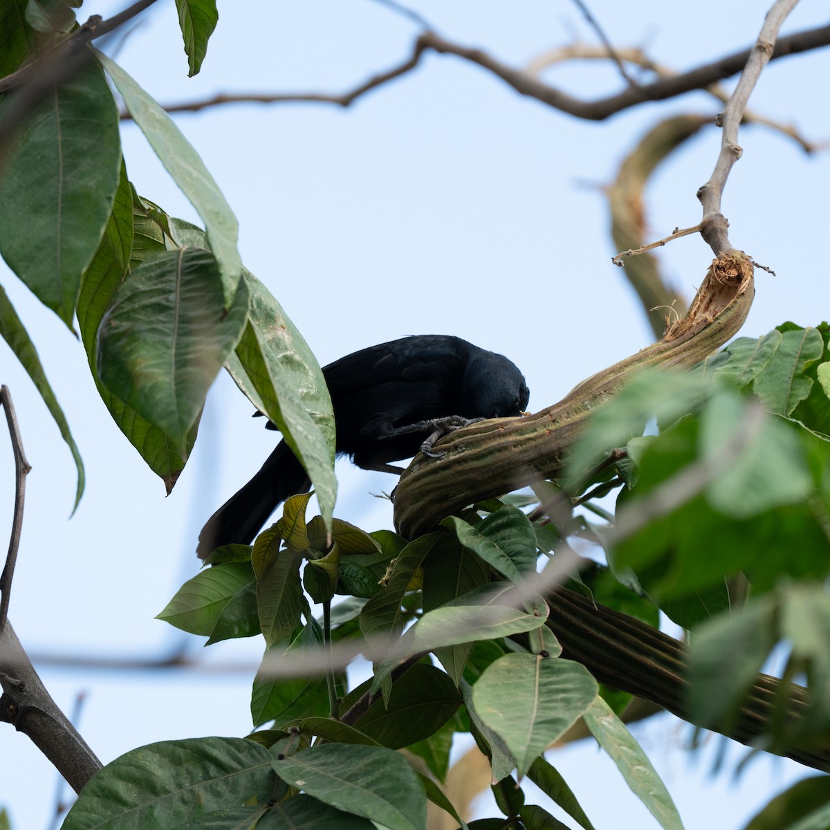Scrub Blackbird - ML643684681