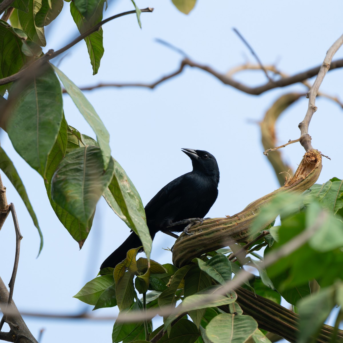 Scrub Blackbird - ML643684682