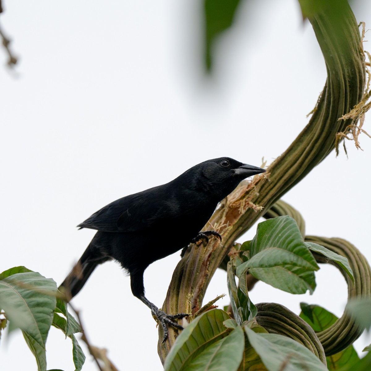 Scrub Blackbird - ML643684683
