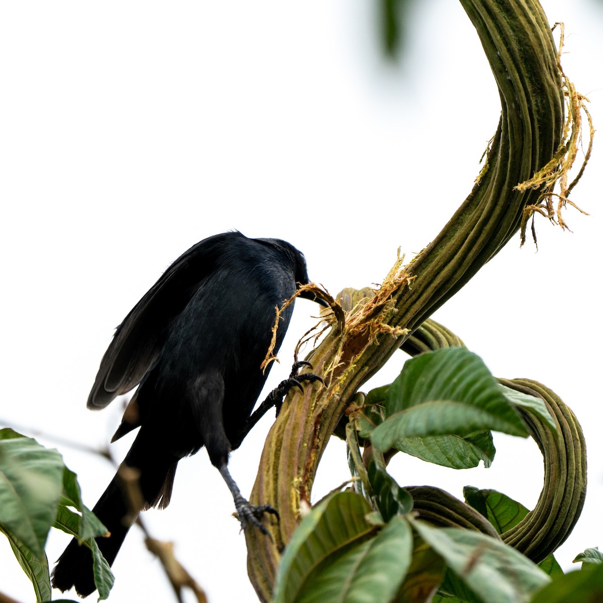 Scrub Blackbird - ML643684684