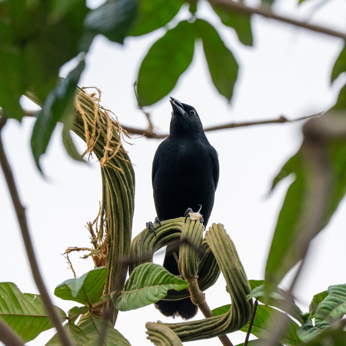 Scrub Blackbird - ML643684686