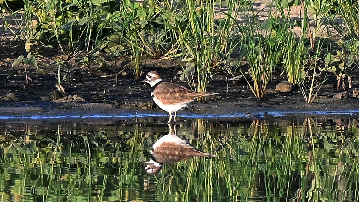 Killdeer - ML643684689
