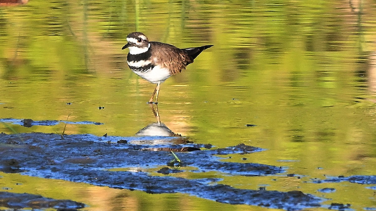 Killdeer - ML643684690