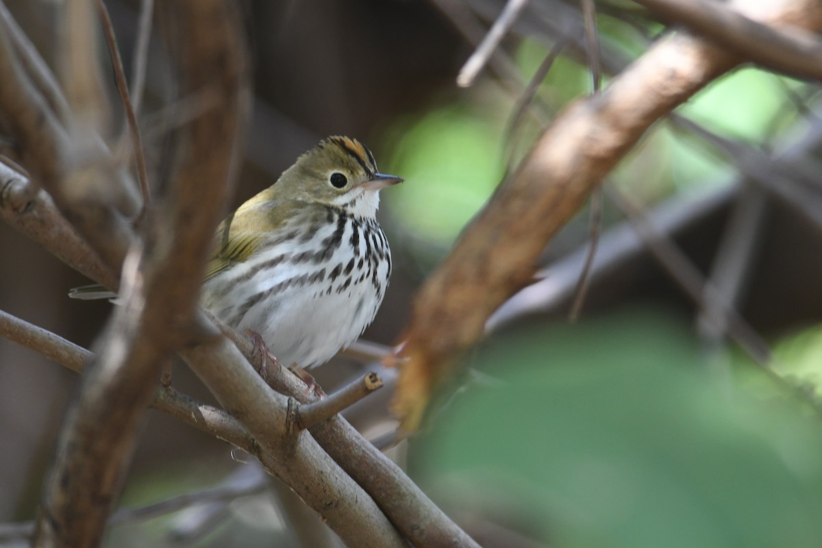 Ovenbird - ML643684698