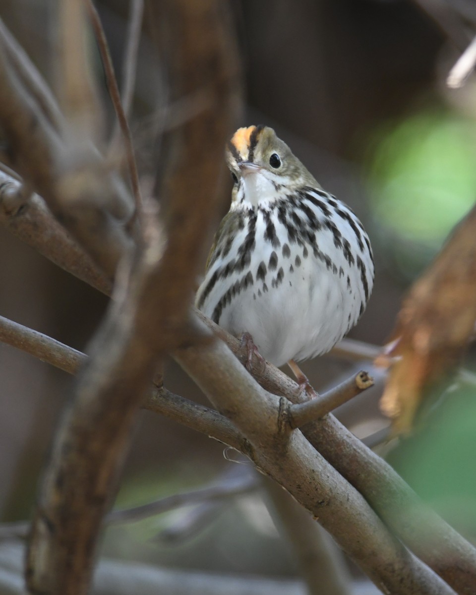 Ovenbird - ML643684699