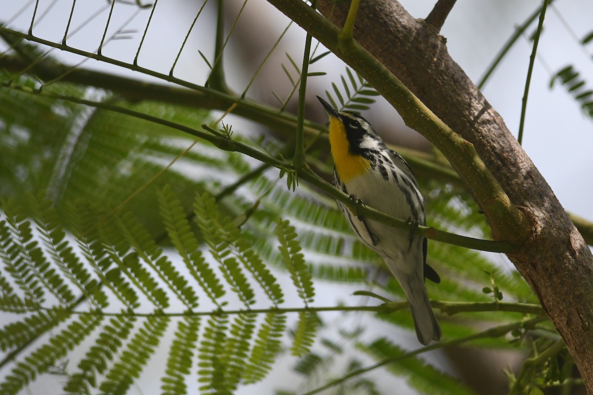 Yellow-throated Warbler - ML643684704