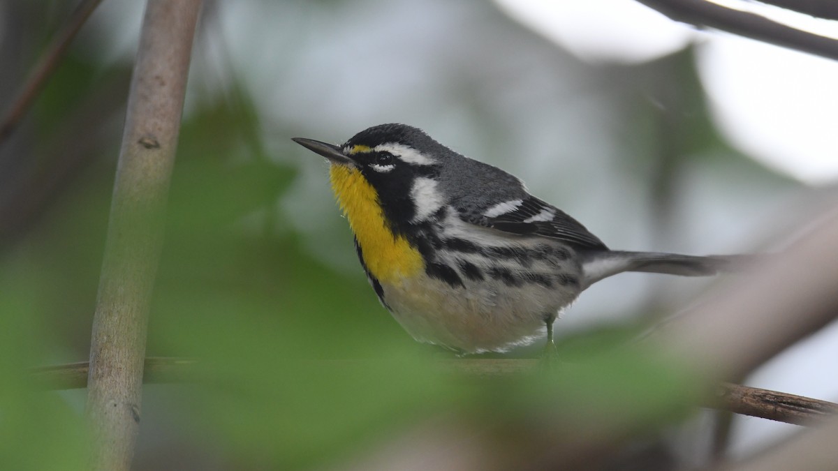 Yellow-throated Warbler - ML643684705