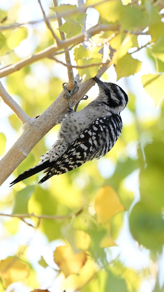 Ladder-backed Woodpecker - ML643684713