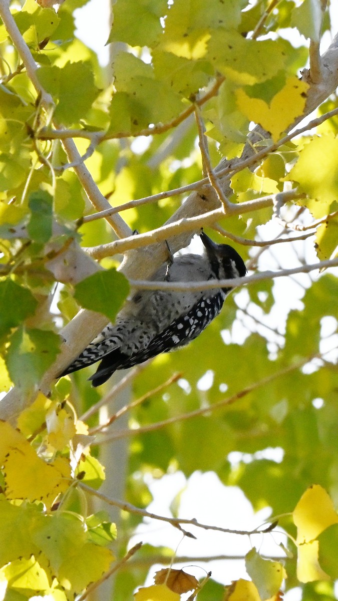 Ladder-backed Woodpecker - ML643684714
