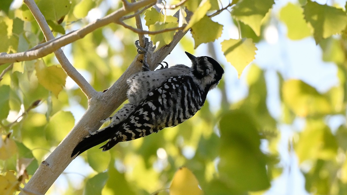 Ladder-backed Woodpecker - ML643684715