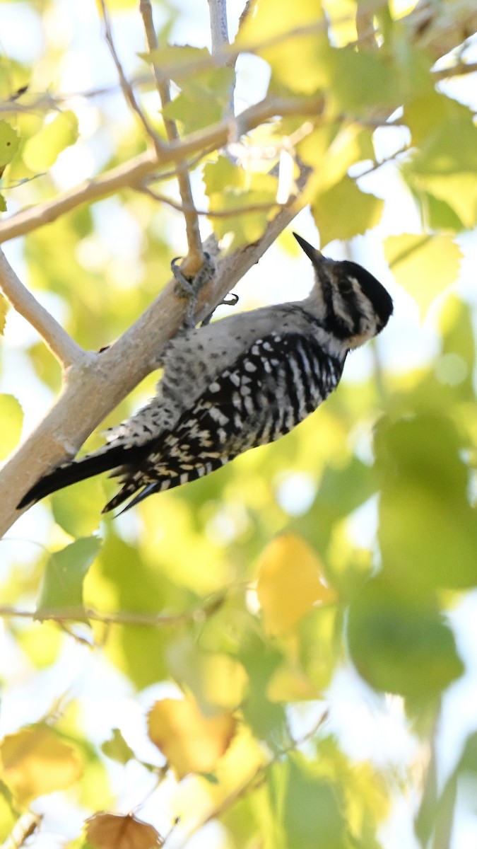 Ladder-backed Woodpecker - ML643684716