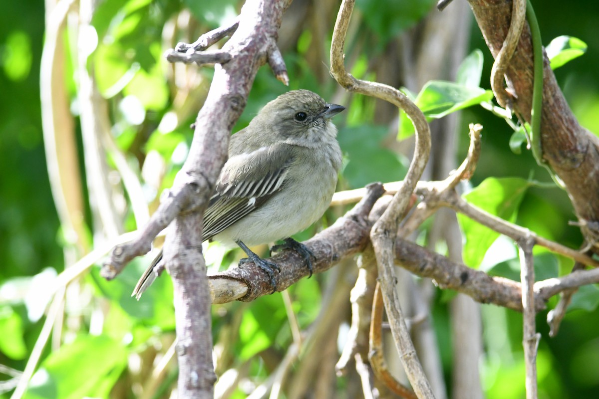Western Spindalis (Bahamas Black-backed) - ML643684724