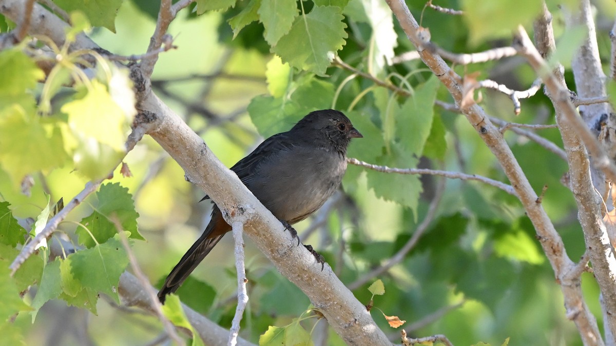 California Towhee - ML643684730