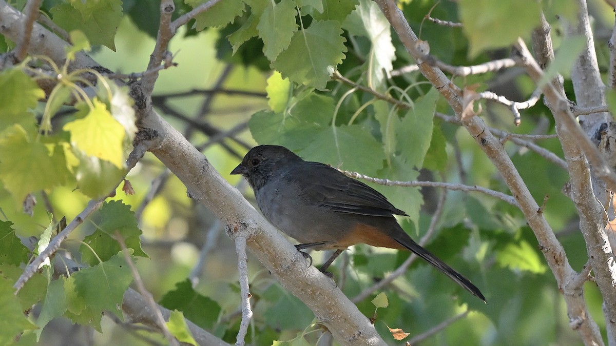 California Towhee - ML643684731