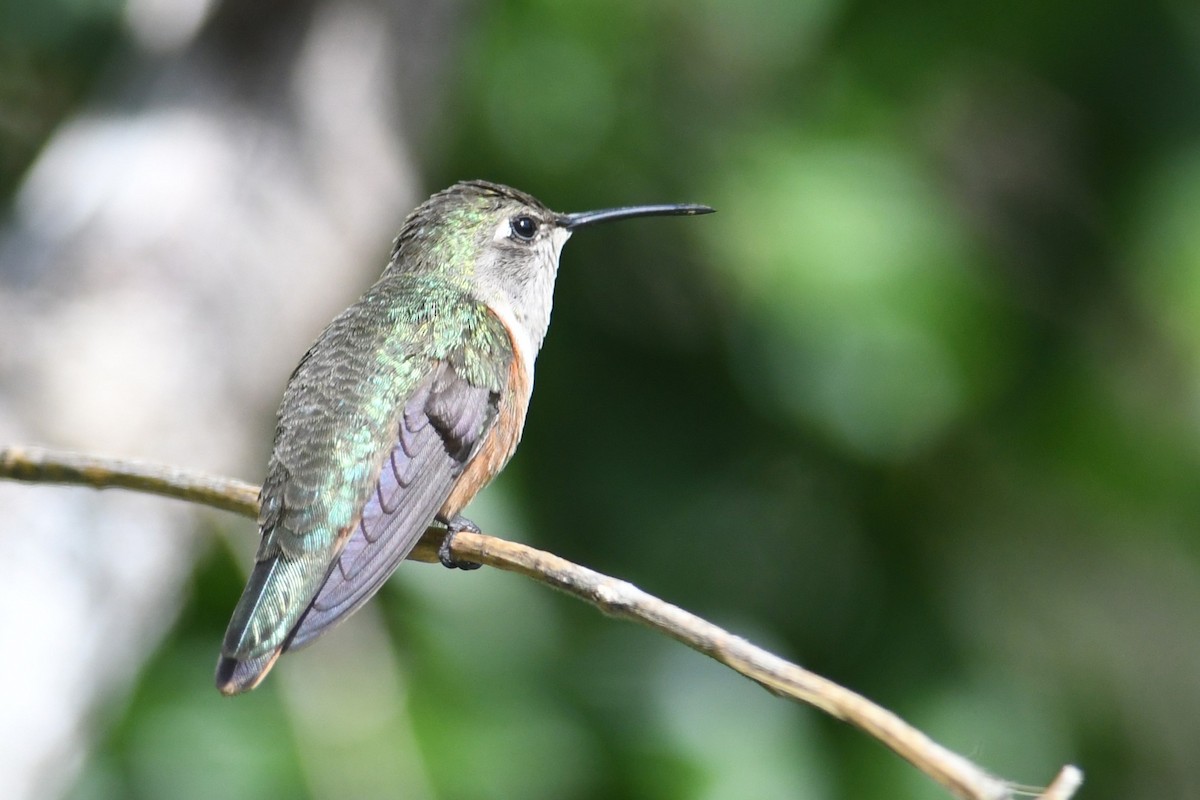 bahamaskolibri - ML643684733