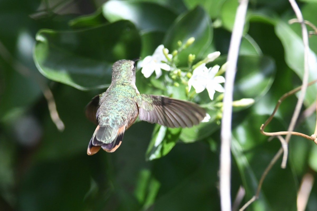 bahamaskolibri - ML643684735