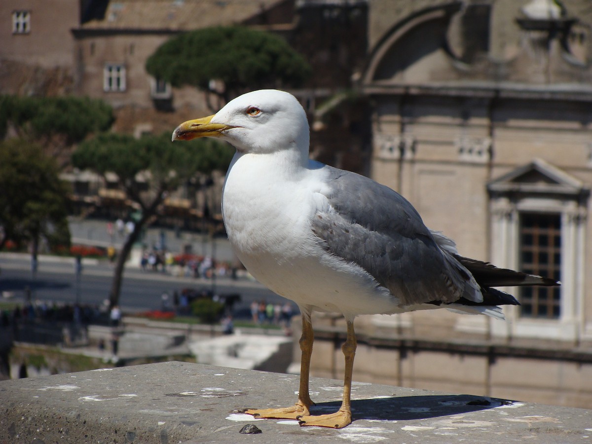 Yellow-legged Gull - ML643684753