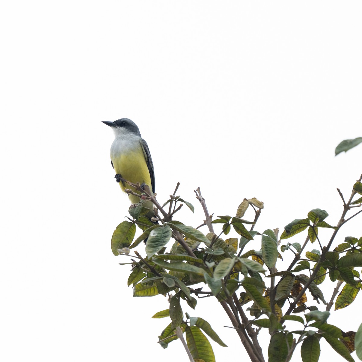 Snowy-throated Kingbird - ML643684778