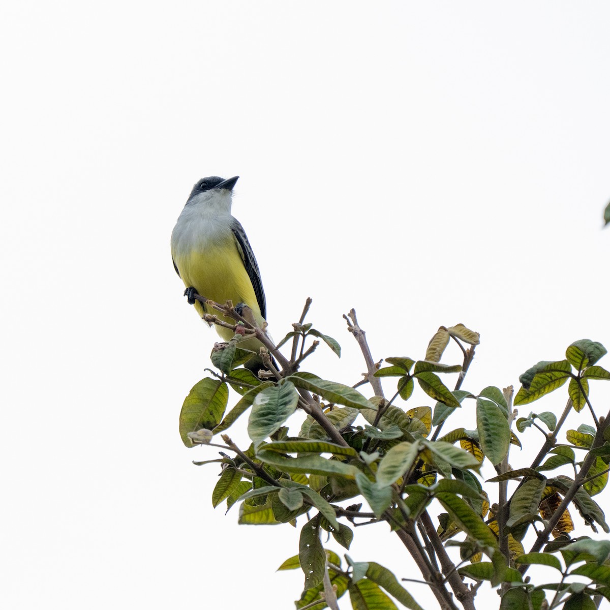 Snowy-throated Kingbird - ML643684779