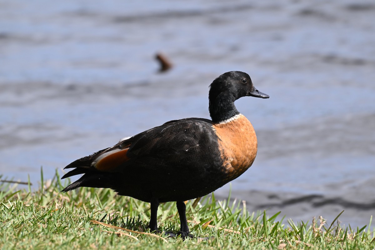 Australian Shelduck - ML643684786