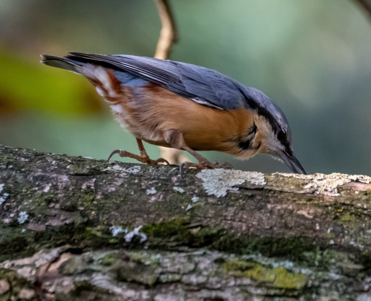 Eurasian Nuthatch - ML643684788