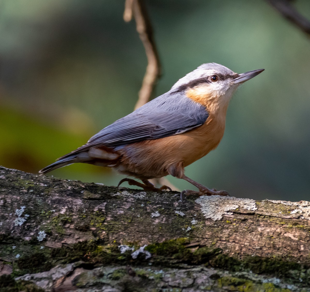 Eurasian Nuthatch - ML643684789