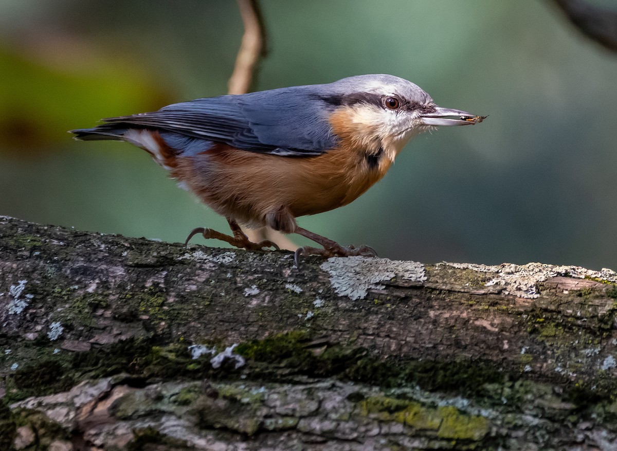 Eurasian Nuthatch - ML643684790