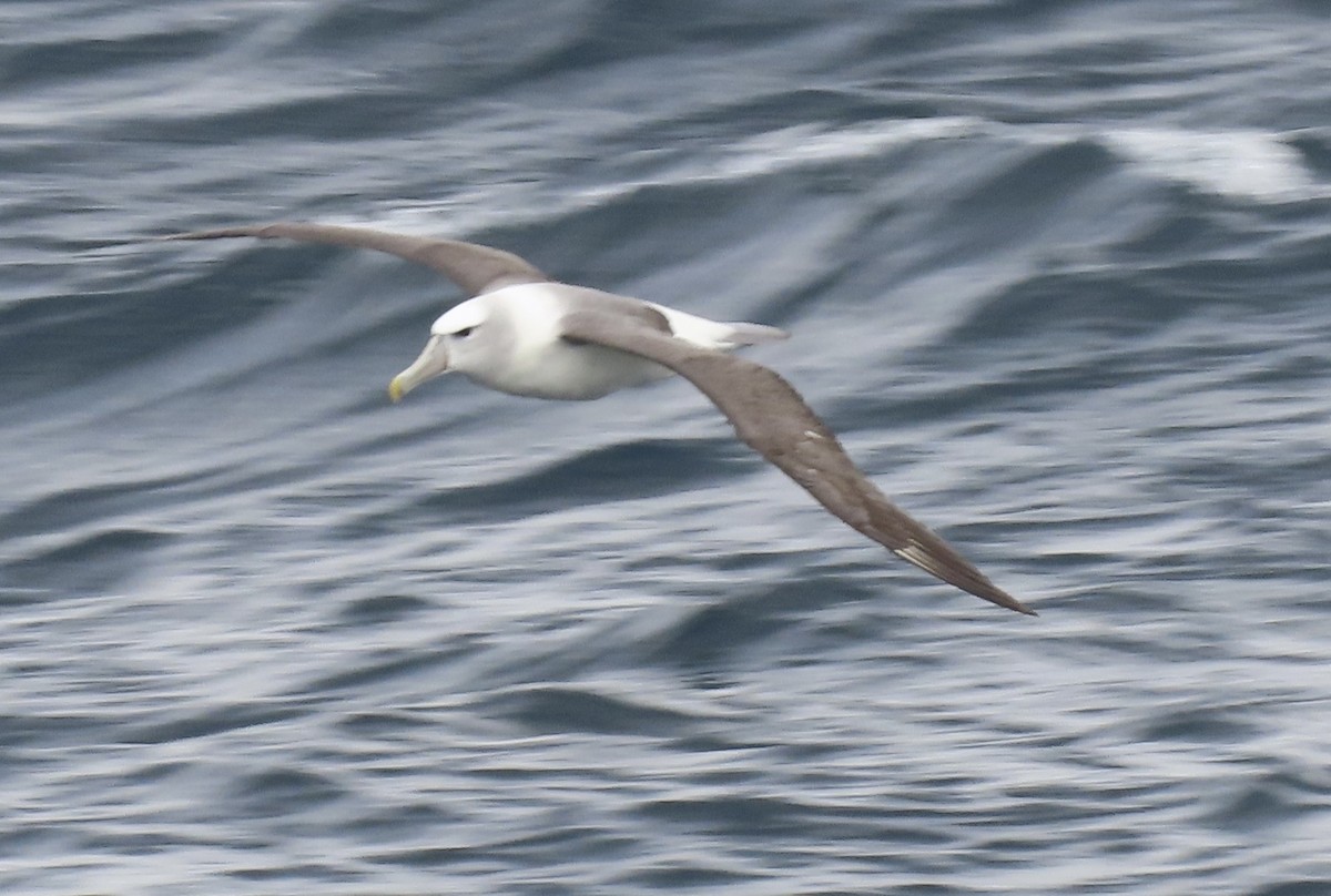 White-capped Albatross - ML643684794