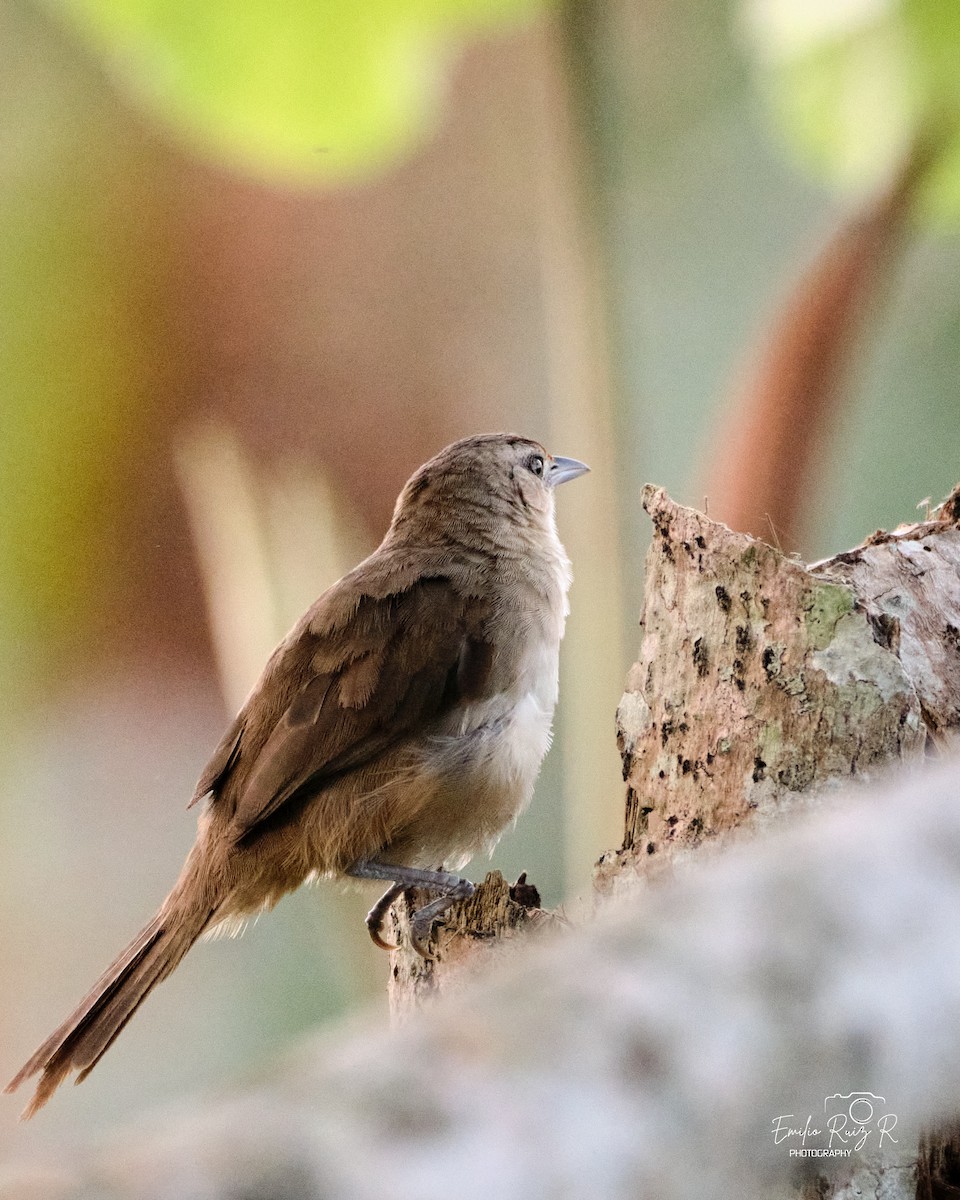 Rufous-fronted Thornbird - ML643684803