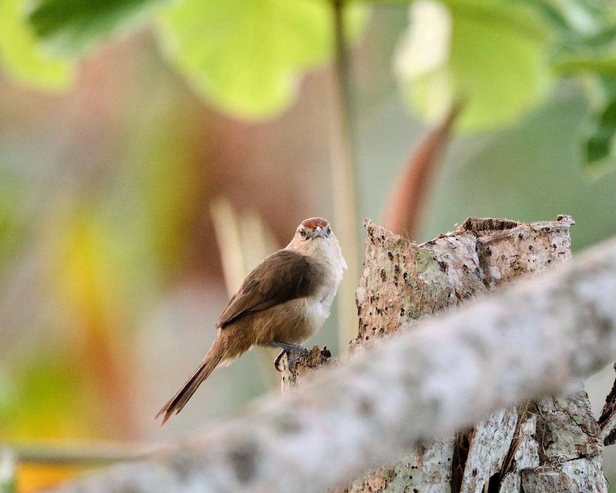 Rufous-fronted Thornbird - ML643684804