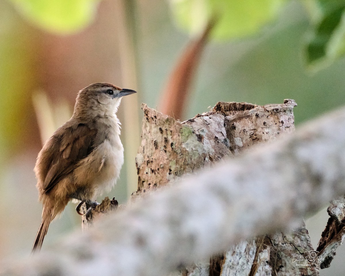 Rufous-fronted Thornbird - ML643684805