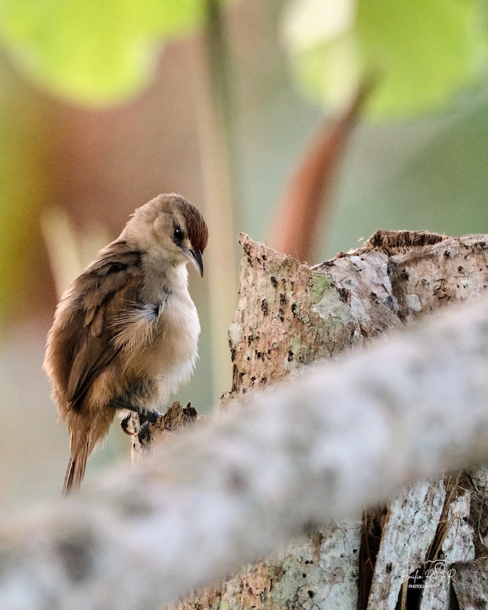 Rufous-fronted Thornbird - ML643684806