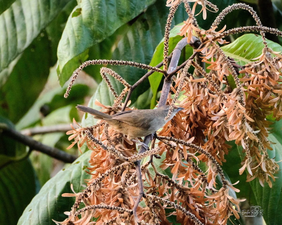 Rufous-fronted Thornbird - ML643684807