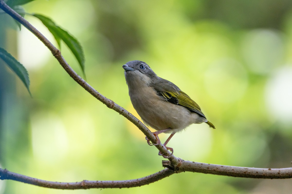 White-browed Shrike-Babbler - ML643684831