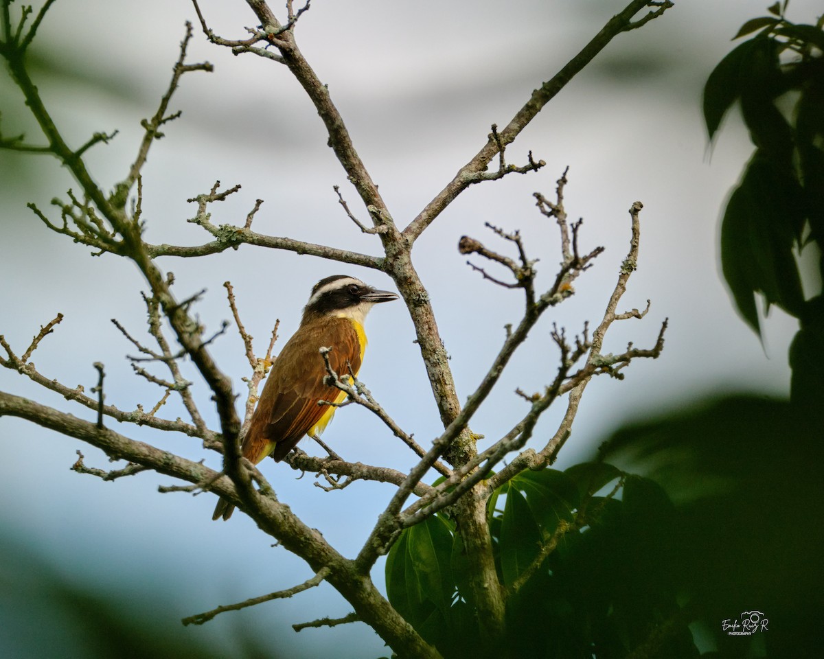 Great Kiskadee - ML643684832