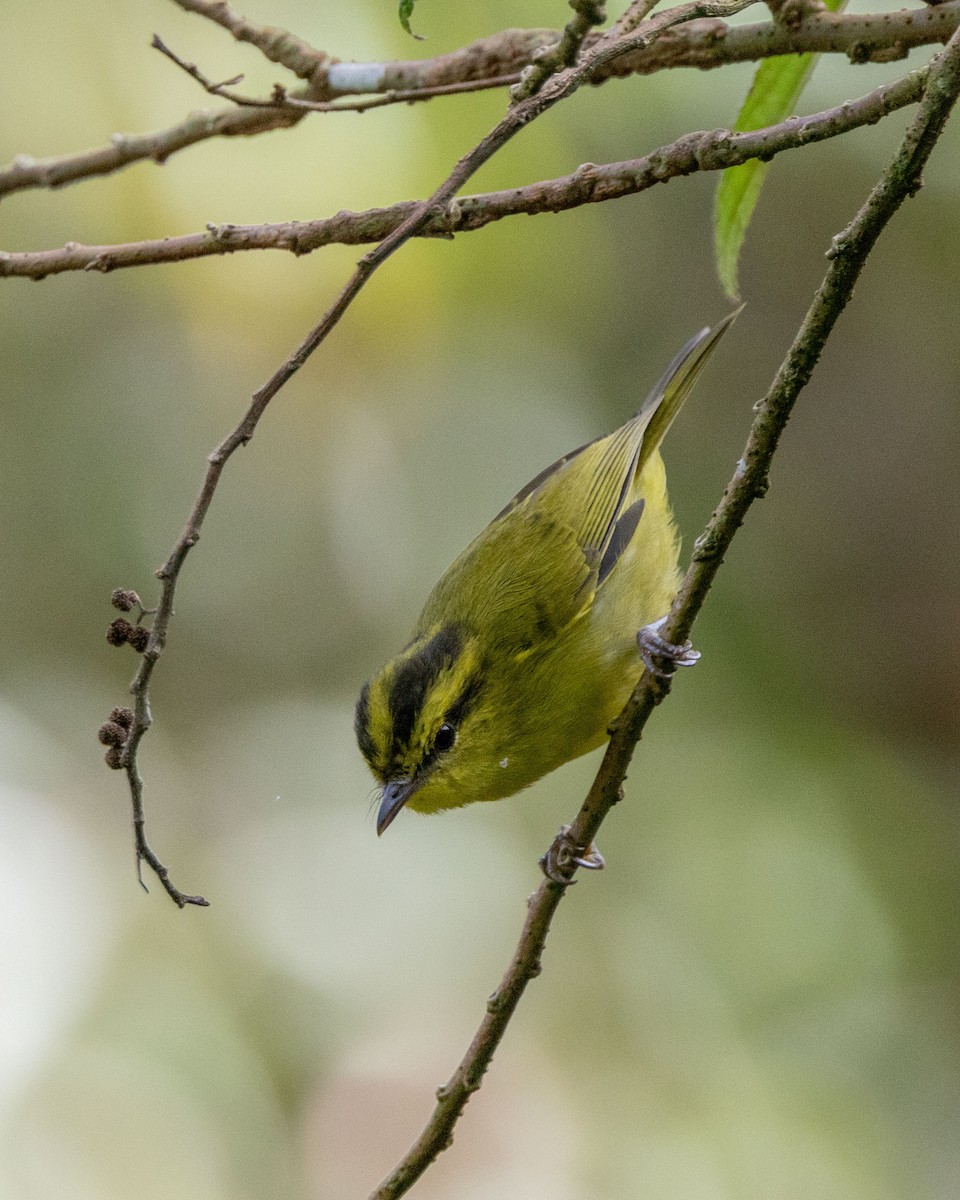 Mountain Leaf Warbler - ML643684836