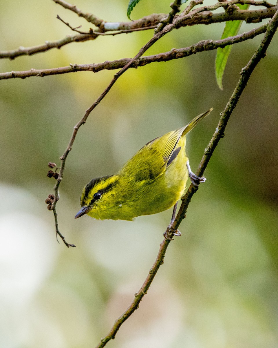 Mountain Leaf Warbler - ML643684837