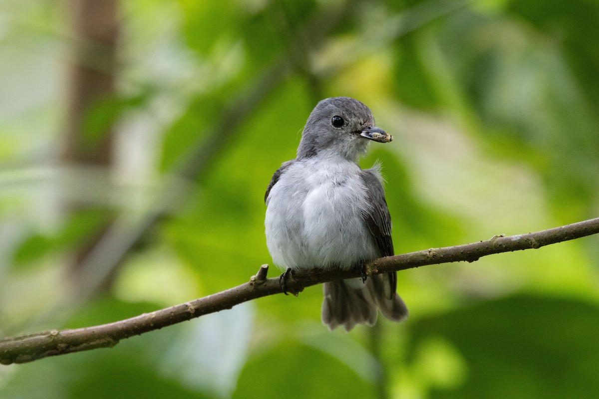 Little Pied Flycatcher - ML643684843