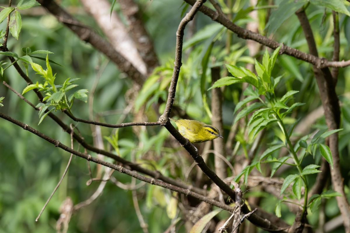 Mountain Leaf Warbler - ML643684846