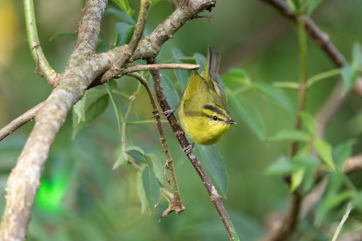 Mountain Leaf Warbler - ML643684847