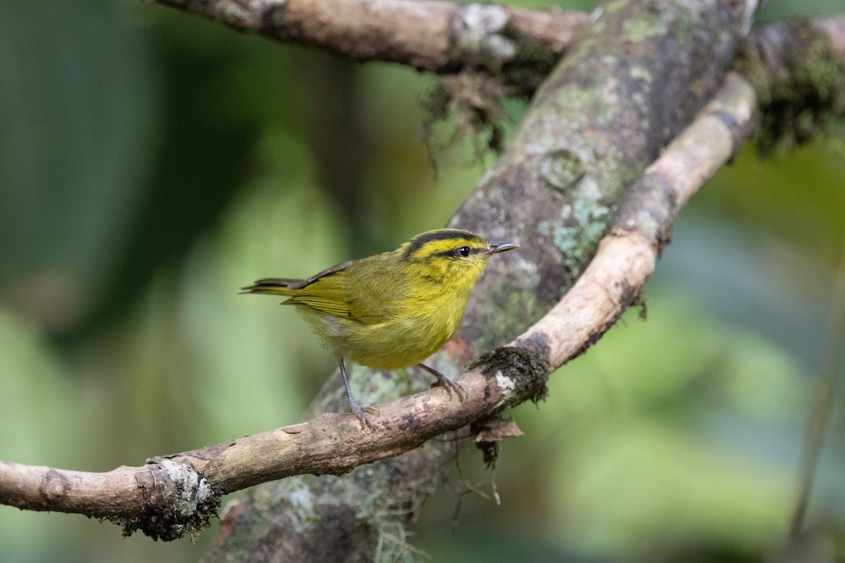 Mountain Leaf Warbler - ML643684848