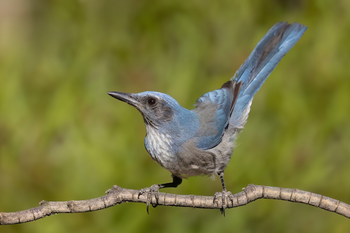 Woodhouse's Scrub-Jay - ML643684851