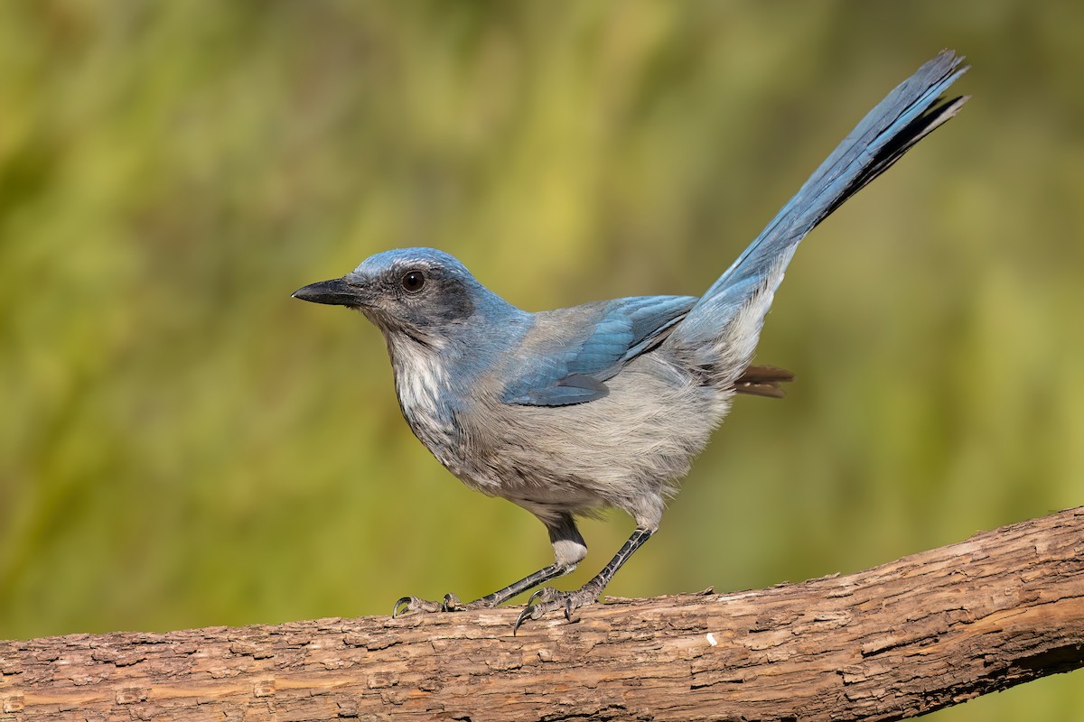Woodhouse's Scrub-Jay - ML643684852