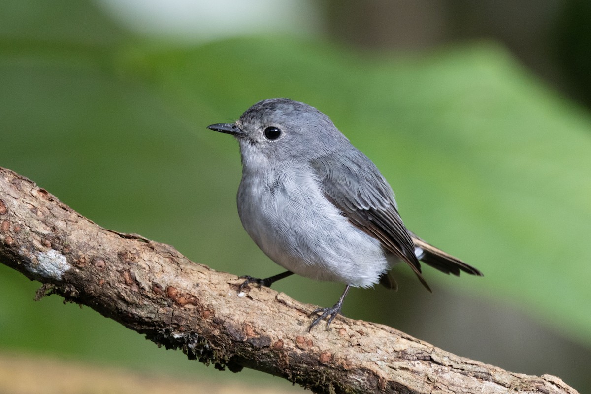 Little Pied Flycatcher - ML643684853